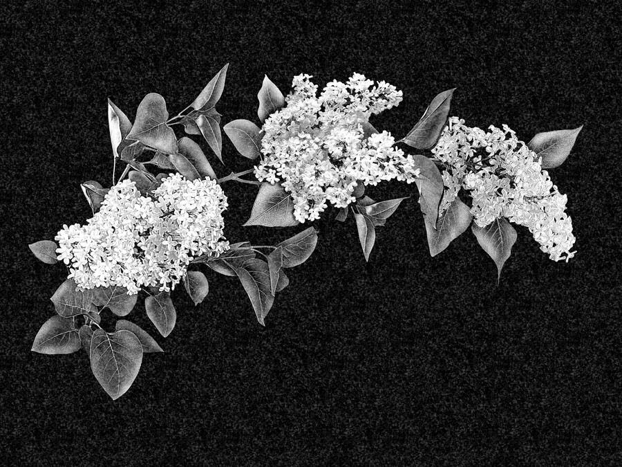 Цветы | Рисунок ветвь сирени, ЦВ-012